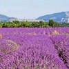 Lavender Fields in the Provence region