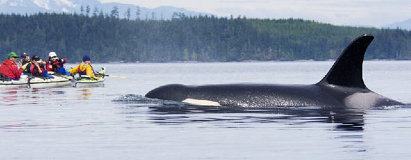 Observation des baleines et orques
