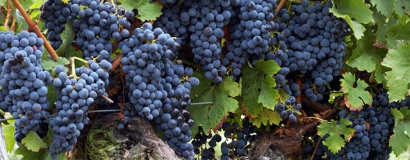 Degustazione di vini nella regione Charente